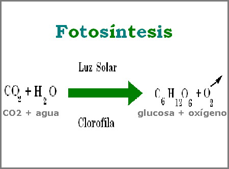 formula-fotosintesis