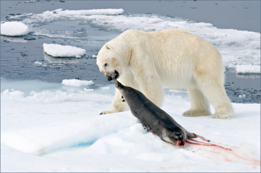oso-come-foca