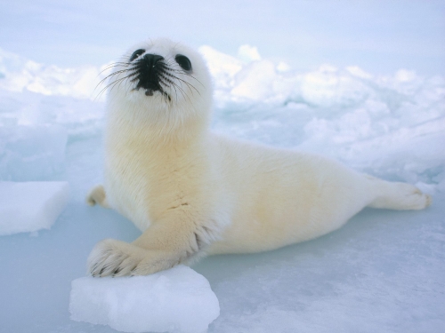 foca-blanca1