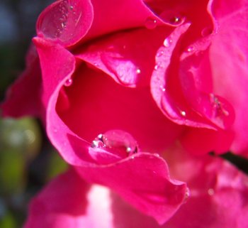 rose-rose