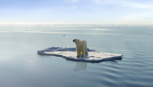 oso-polar-cambio-climatico
