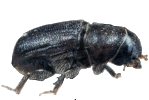 escarabajo.png