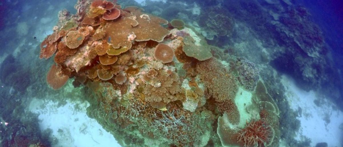 coral-resucita-phoenix-islands