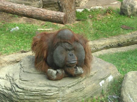 orangutan_borneo